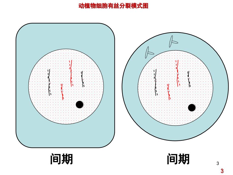 动植物细胞有丝分裂图(高一)分享资料_第3页