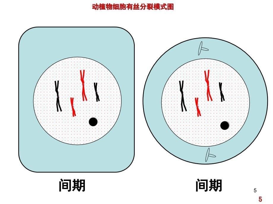 动植物细胞有丝分裂图(高一)分享资料_第5页