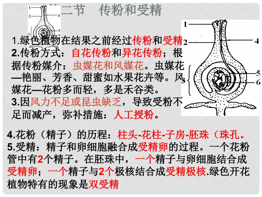 八年级生物上册 第四单元 第一章 绿色开花植物的一生复习课件1 （新版）济南版_第3页