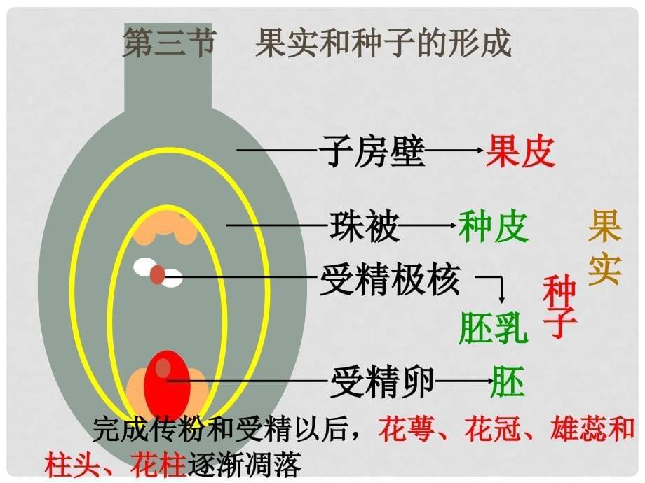 八年级生物上册 第四单元 第一章 绿色开花植物的一生复习课件1 （新版）济南版_第5页