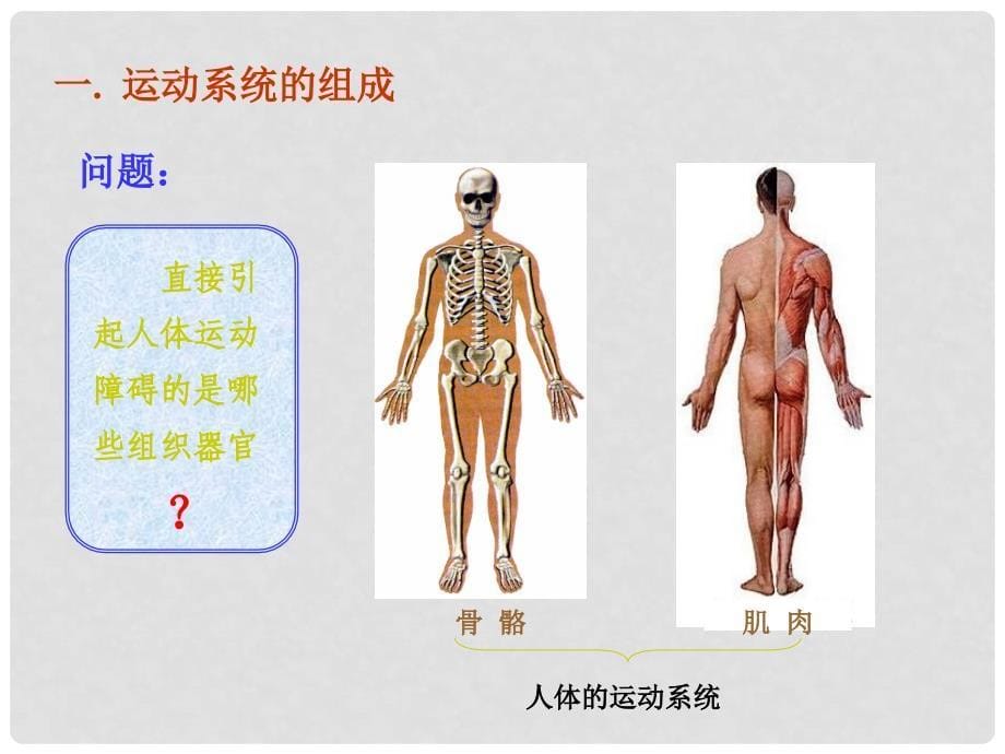 山东省淄博市博山区第六中学八年级生物上册 5.2 动物的运动和行为课件 （新版）新人教版_第5页