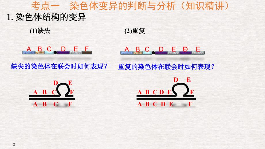 高考生物一轮复习 第21讲 染色体变异课件_第2页