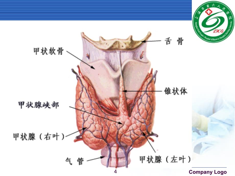 内科学甲状腺功能亢进症ppt课件_第4页