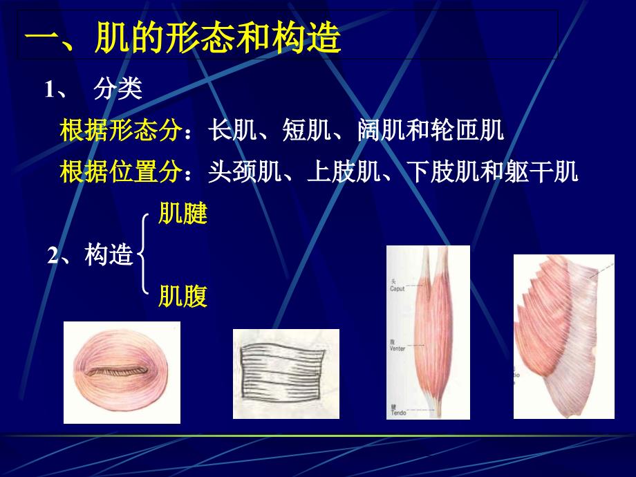 第三章运动系统肌_第1页