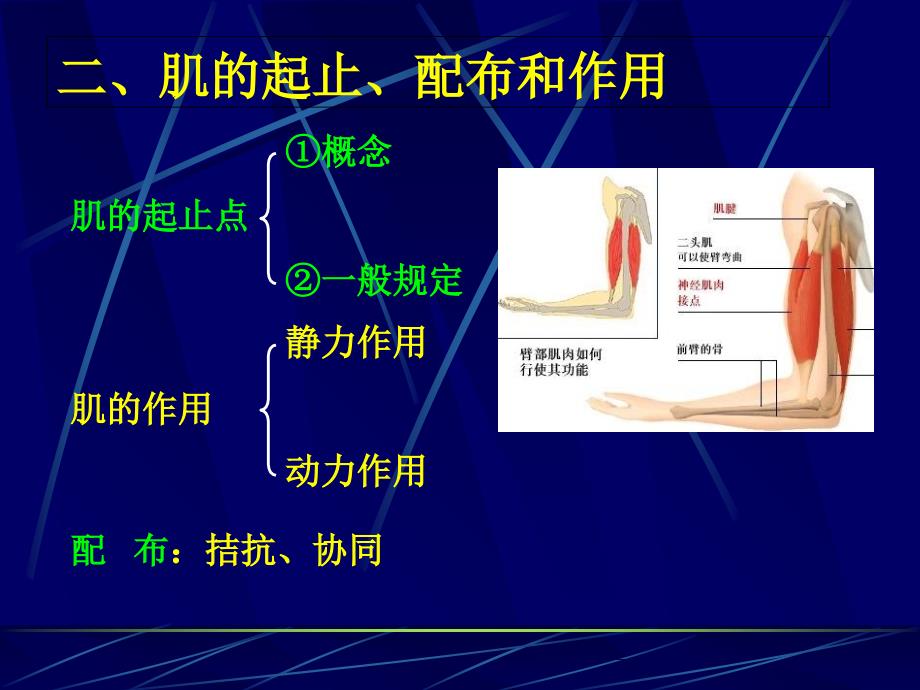 第三章运动系统肌_第2页