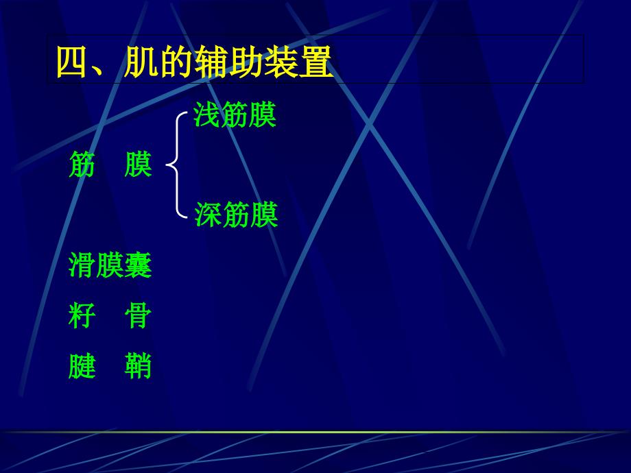 第三章运动系统肌_第4页