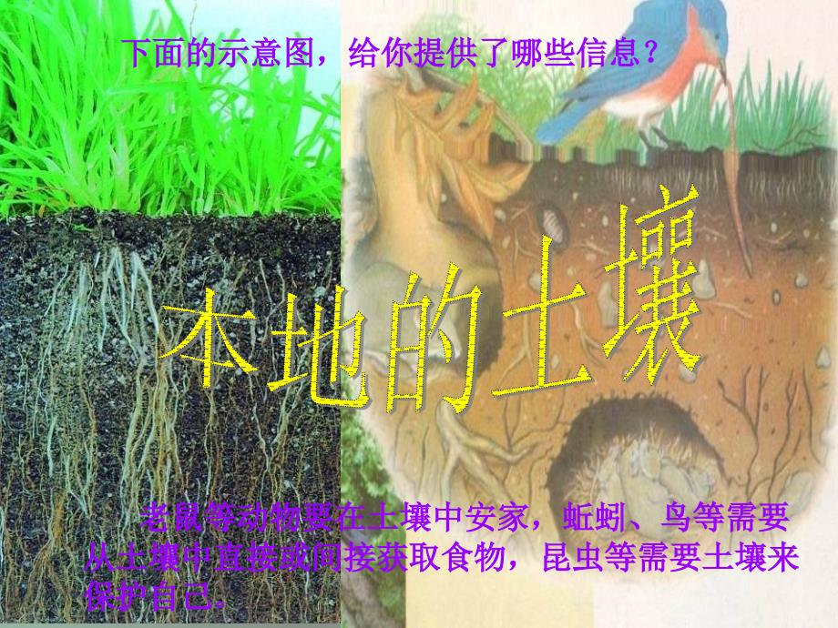 三年级科学上册3.1本地的土壤课件1湘教版湘教版小学三年级上册自然科学课件_第1页