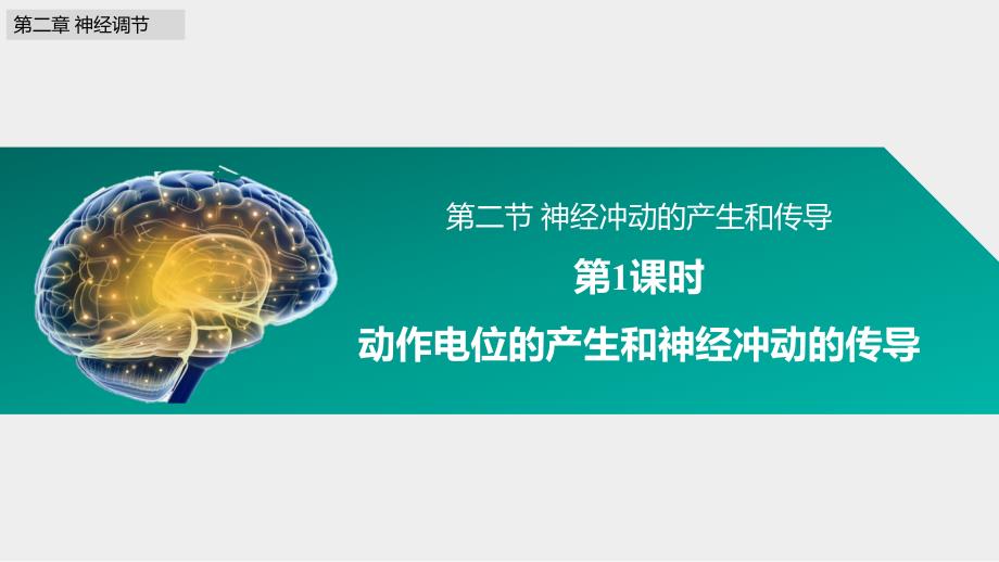 2.2神经冲动的产生和传导课件高二上学期生物浙科版选择性必修1_第1页