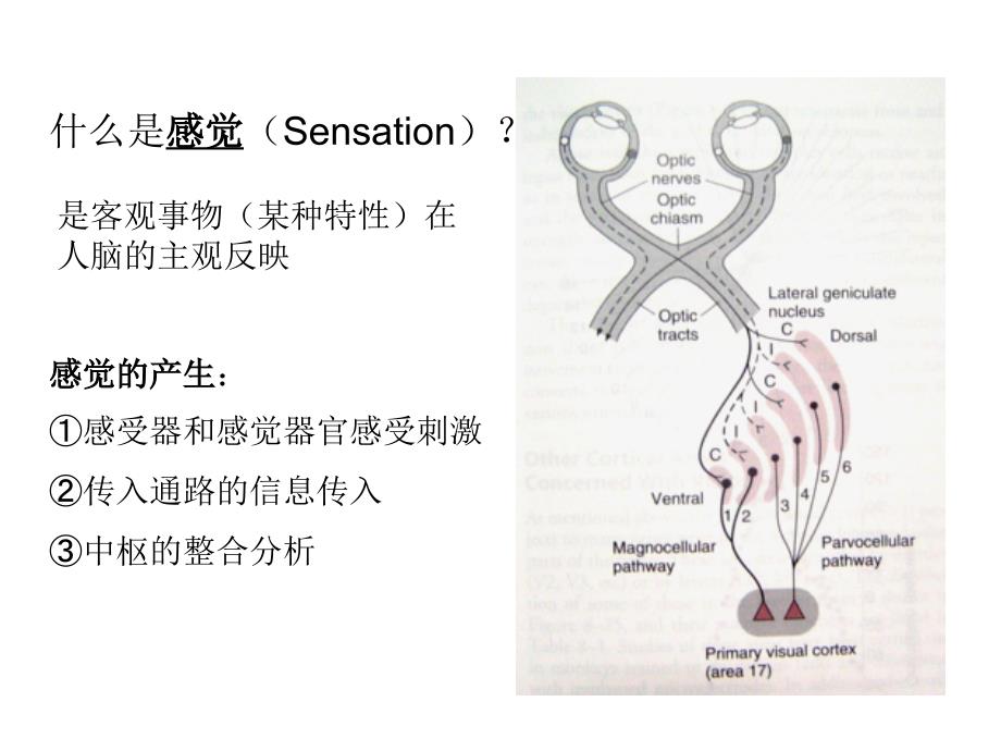 生理学课件：第九章感官-1 2_第2页