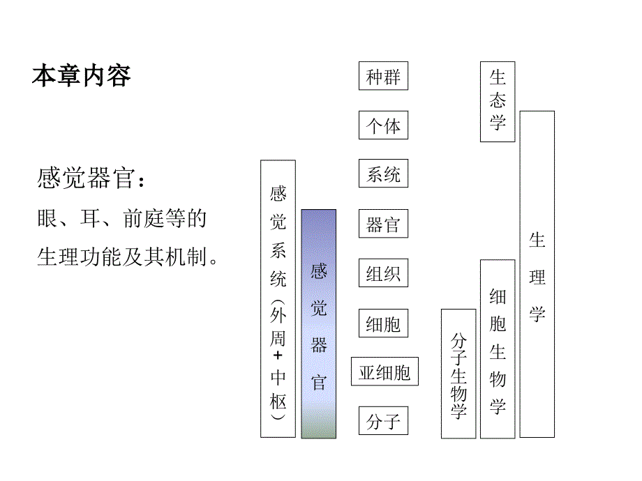 生理学课件：第九章感官-1 2_第3页