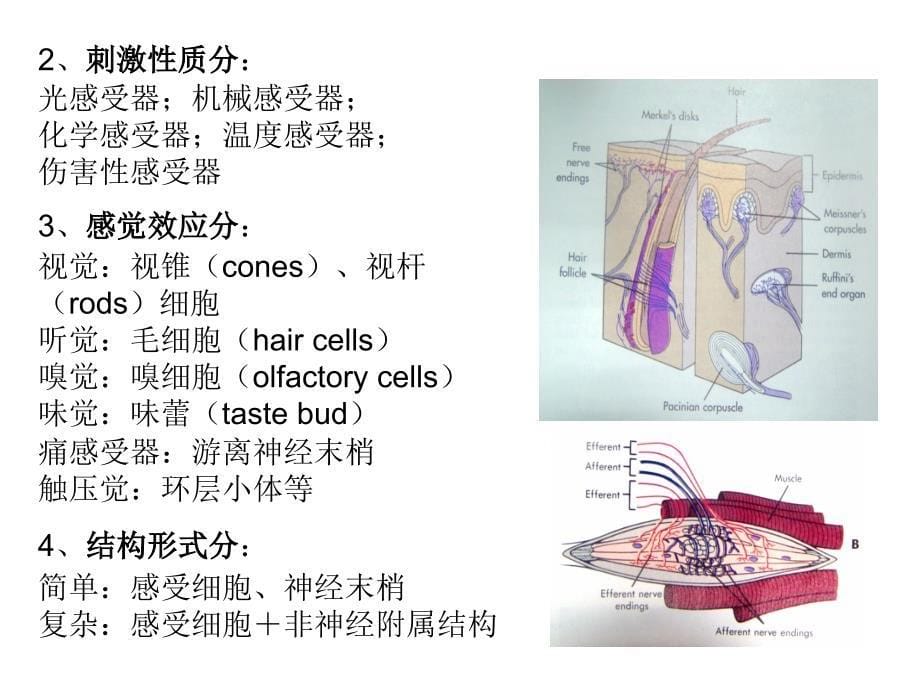 生理学课件：第九章感官-1 2_第5页