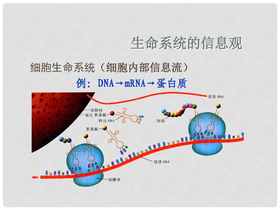 高中生物《第五章 第四节 生态系统的信息传递》课件2 新人教版必修3_第4页