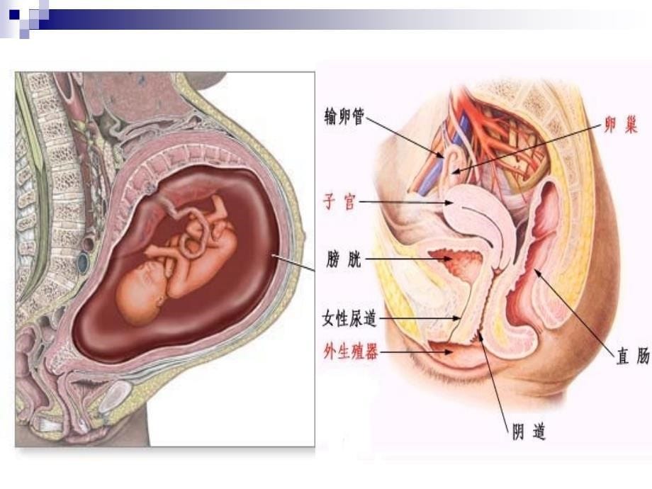 晚期妊娠监护与安全分娩.ppt_第5页