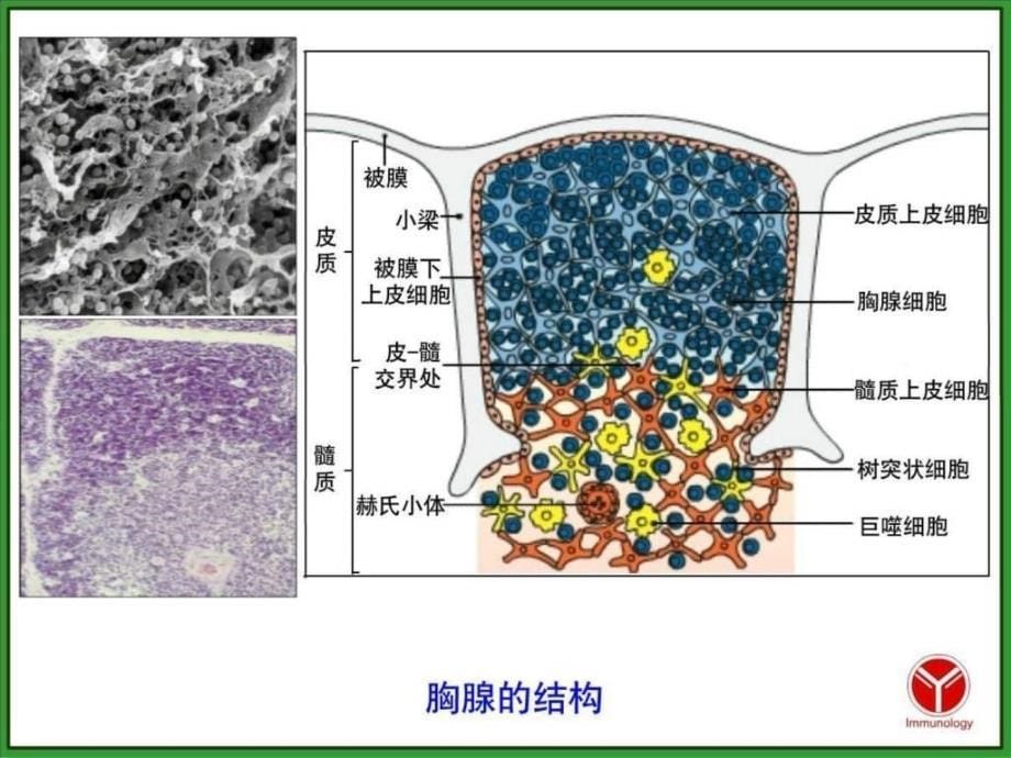 T细胞及其介导的细胞免疫应答_第5页