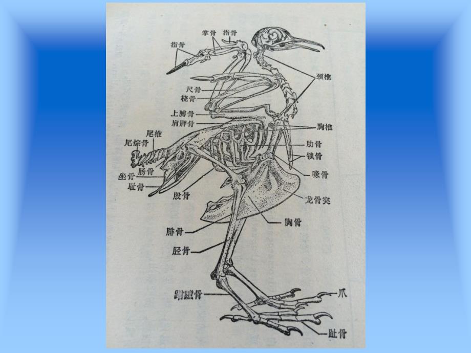 家禽解剖学---家禽解剖生理特征_第4页