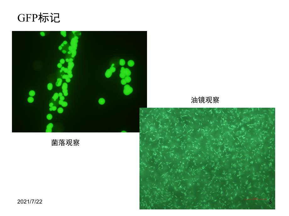 绿色荧光蛋白gfp标记方法PPT课件_第3页