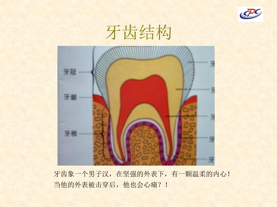 健康、微笑、牙齿和口腔_第3页