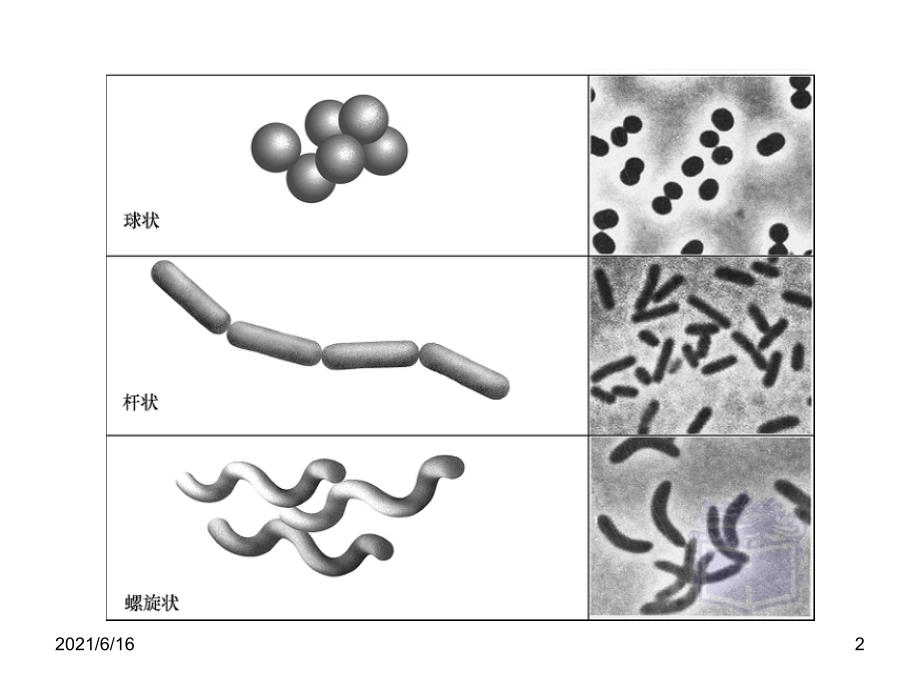 四大类微生物总结_第2页