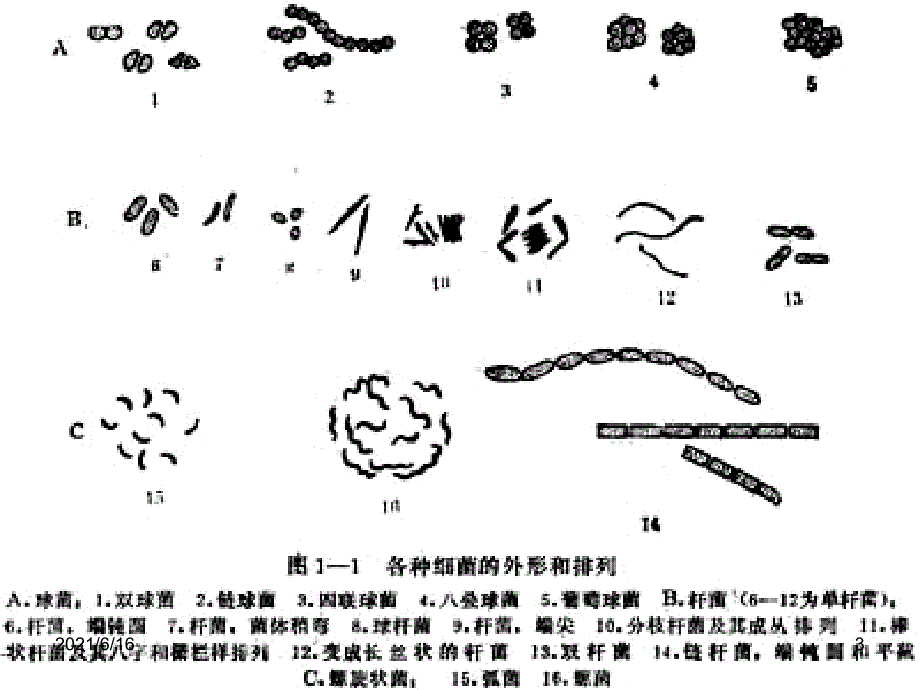 四大类微生物总结_第3页