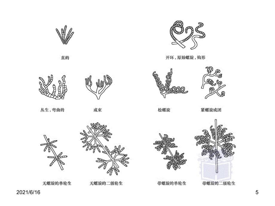 四大类微生物总结_第5页