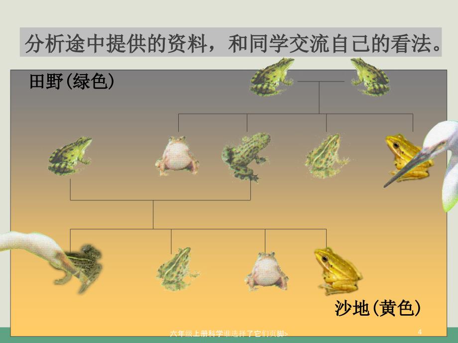 六年级上册科学谁选择了它们课件_第4页