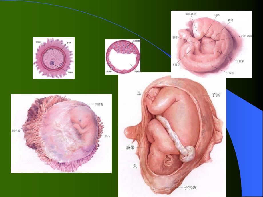 特殊人群的营养配餐_第4页