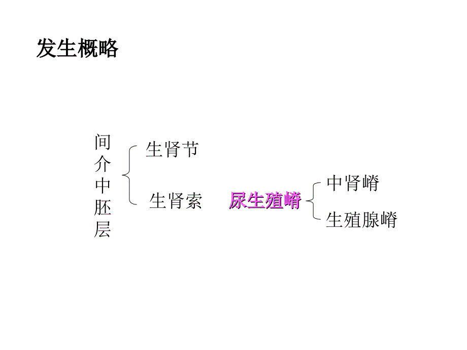 组织与胚胎学课件：泌尿和生殖系统的发生_第4页