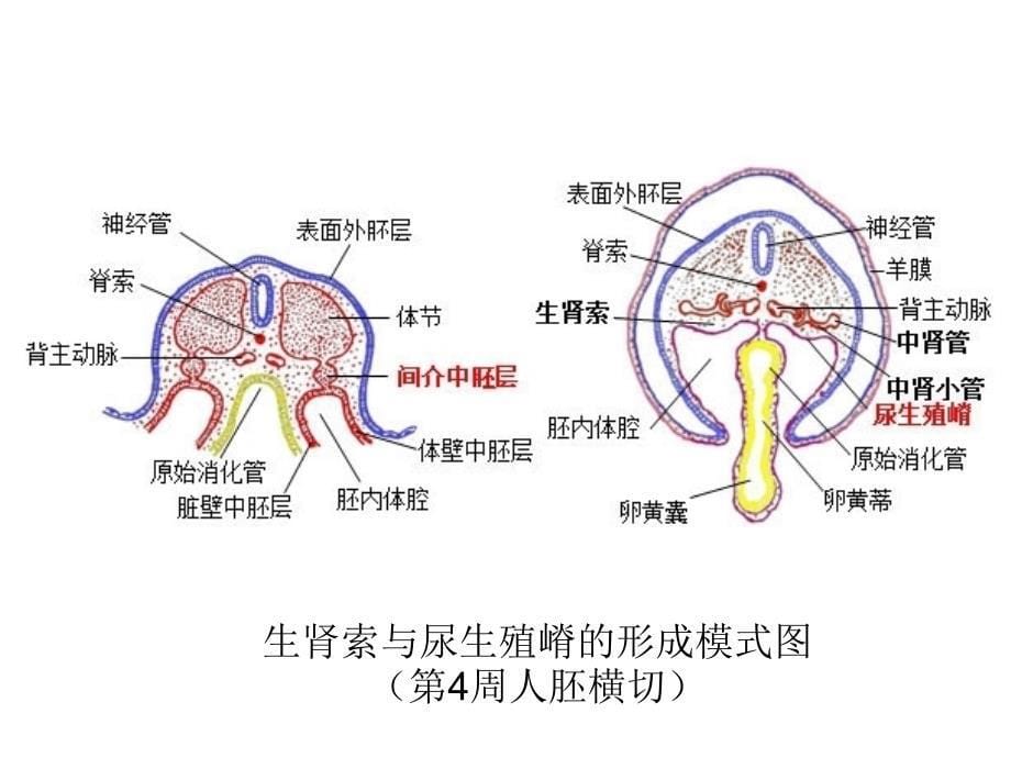 组织与胚胎学课件：泌尿和生殖系统的发生_第5页