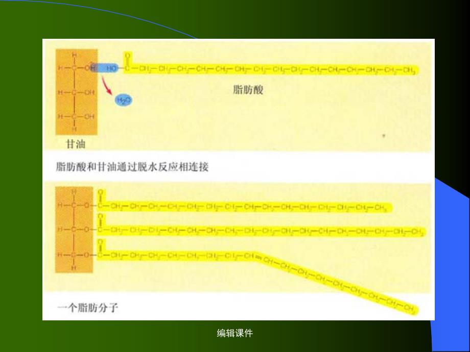 第二讲脂类碳水化合物_第3页