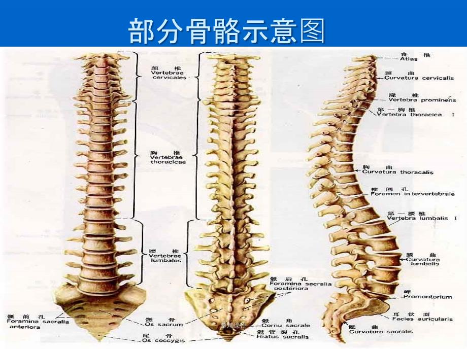 基础医学知识_第2页