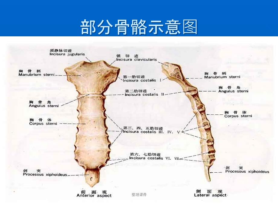 基础医学知识_第4页