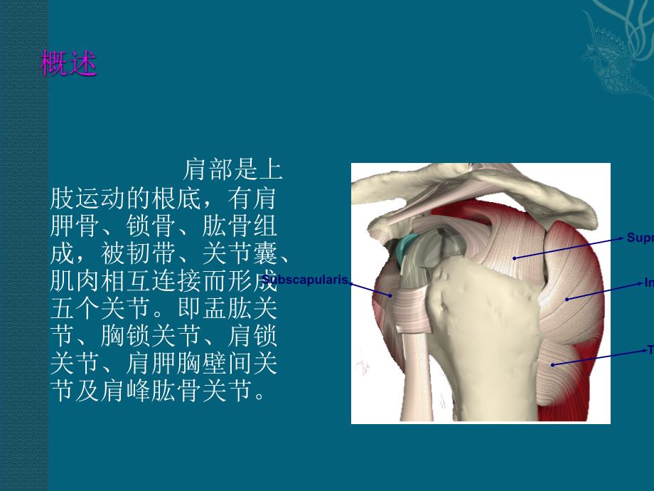 肩关节镜术后护理ppt课件_第3页