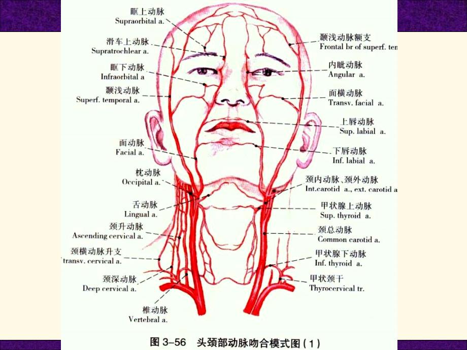 口腔和面部解剖学头颈部血管_第3页