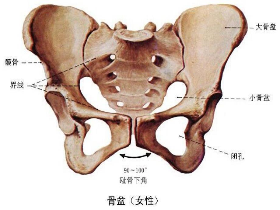 骨盆骨折围手术期护理PPT.ppt_第3页