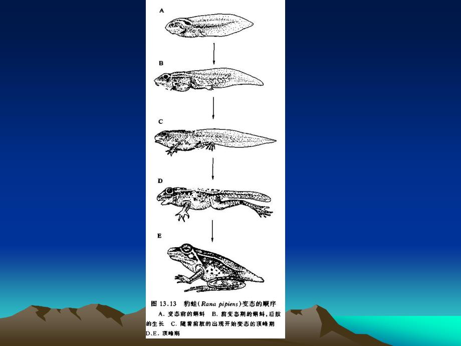 两栖动物的变态发育.ppt_第4页