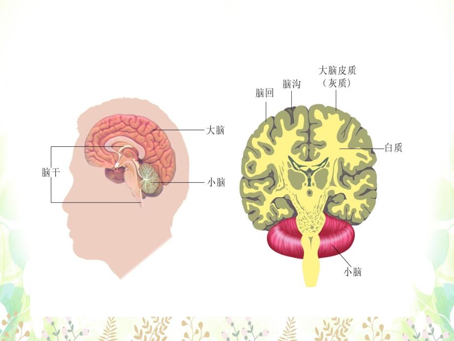 最新第15章第1节人体的神经调节课件课件_第2页