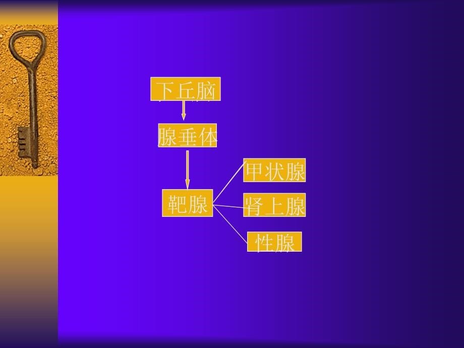 《内分泌系统疾病》PPT课件.ppt_第5页