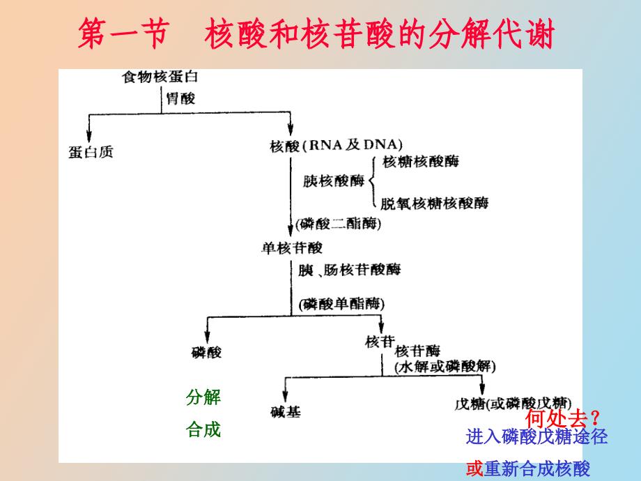 核酸的降解和核苷酸代谢_第3页