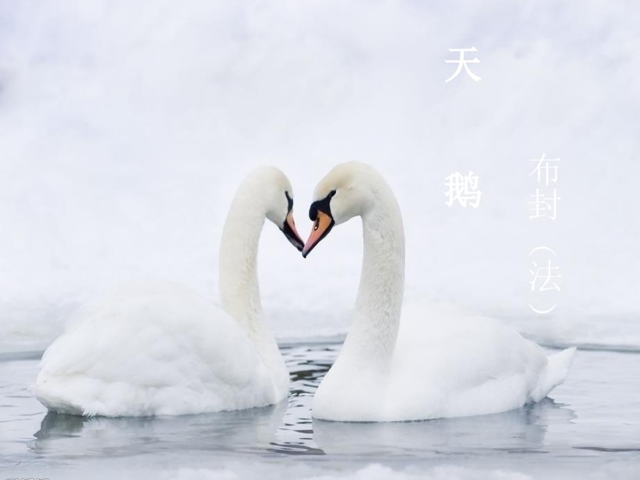 六年级语文下册《天鹅》课件2 长春版_第1页