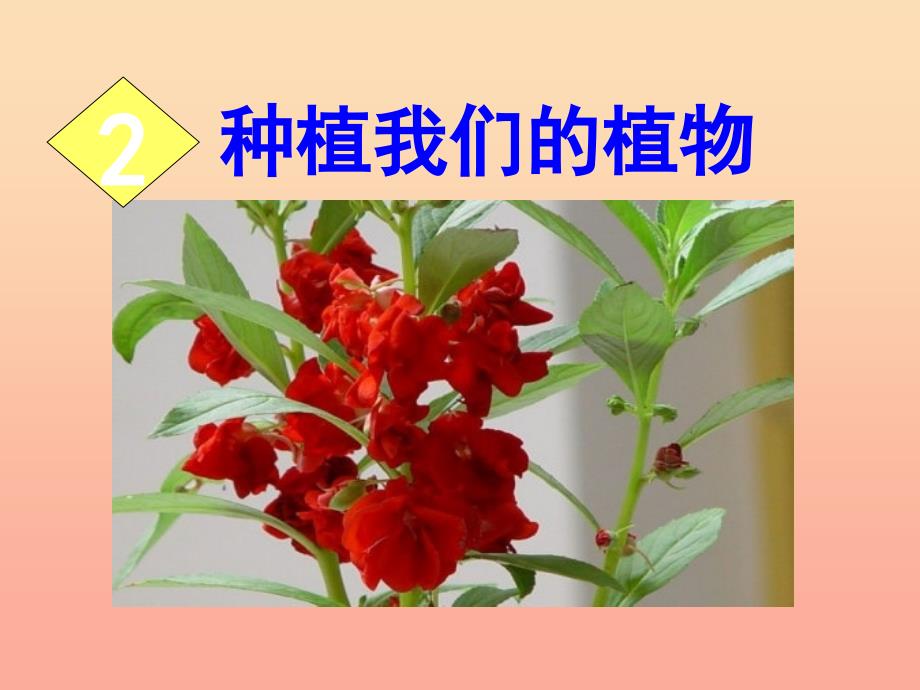 三年级科学下册植物的生长变化2种植我们的植物课件6教科版.ppt_第1页