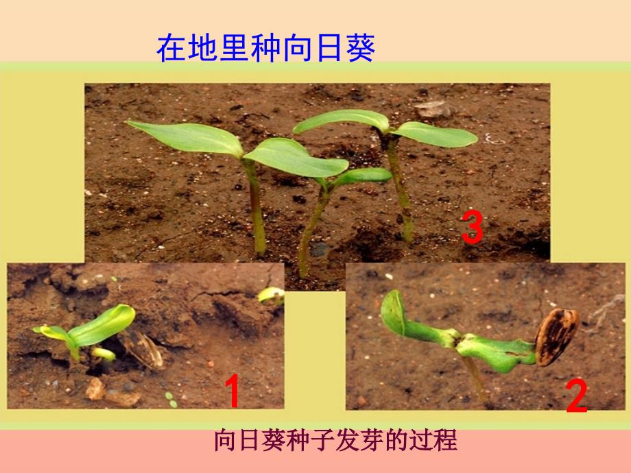 三年级科学下册植物的生长变化2种植我们的植物课件6教科版.ppt_第4页