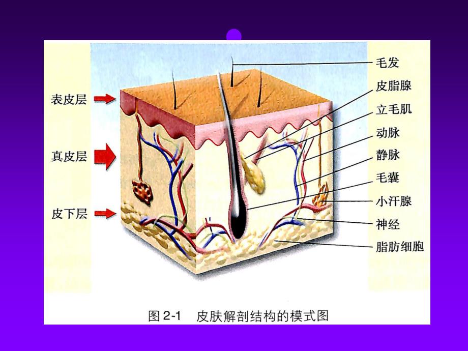 皮肤病学课件：01 皮肤的结构和功能_第4页