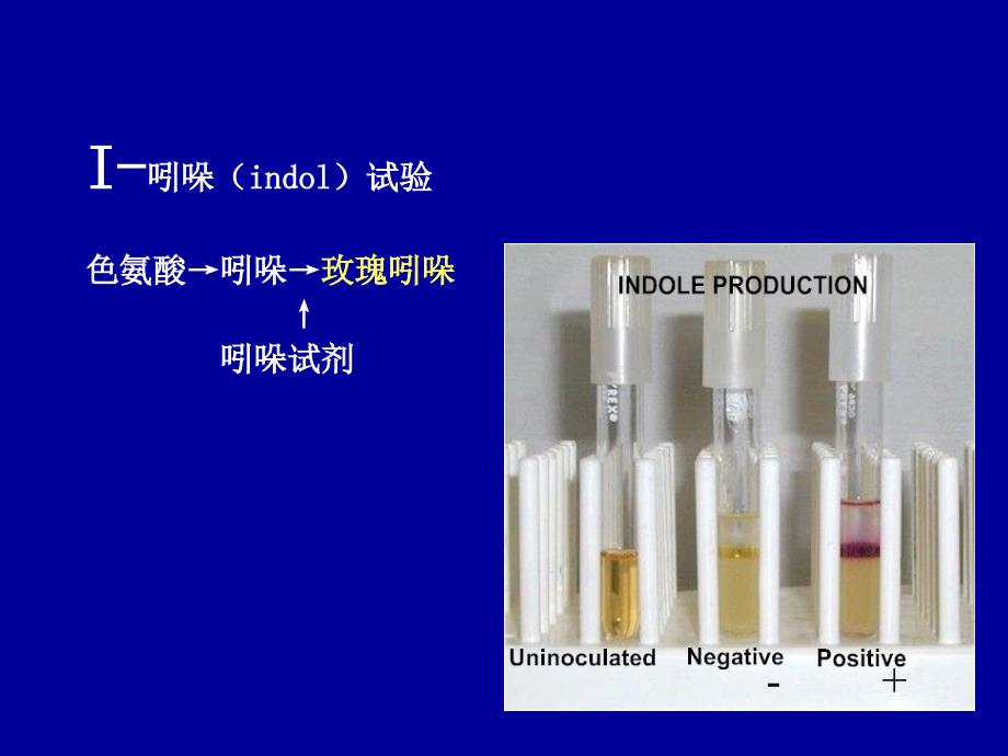 蛋白质样品的制备24_第2页