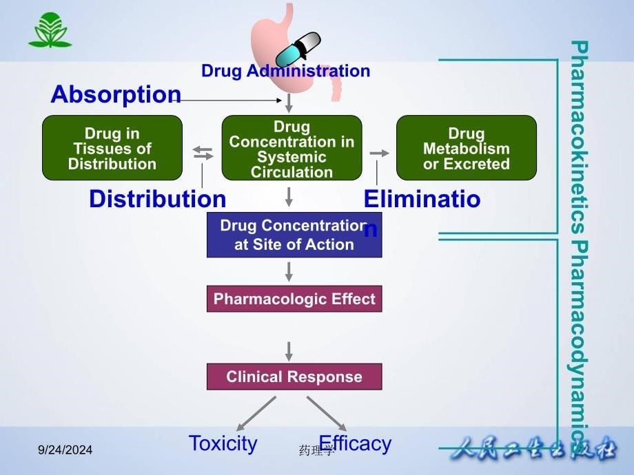 中医药大学药理学课件第二章药物代谢动力学_第5页