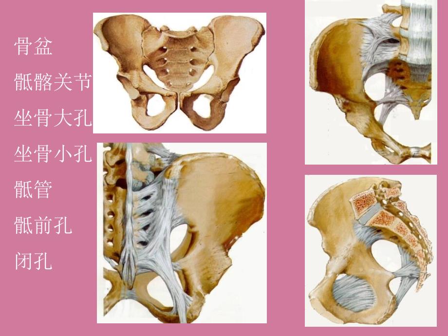 女性盆部断层解剖ppt课件_第3页