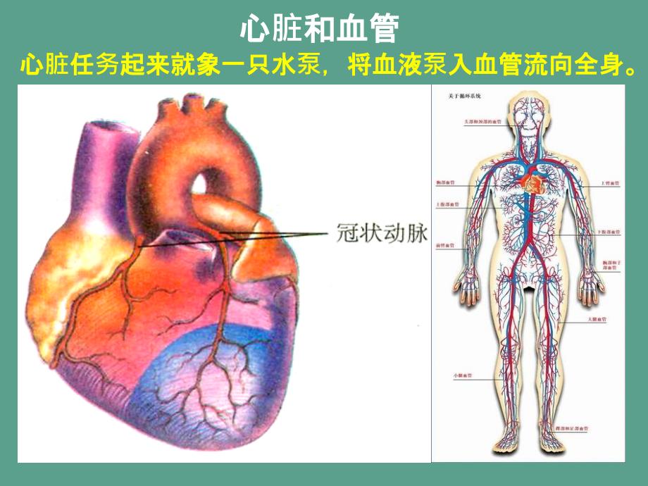 浙教版初中科学九上4.3体内物质的运输ppt课件_第3页