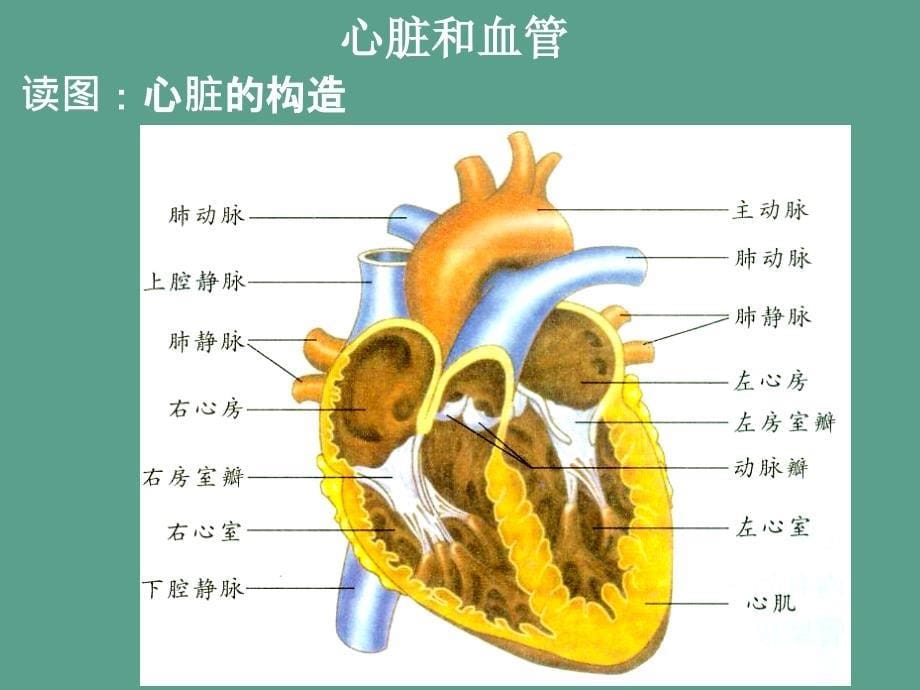 浙教版初中科学九上4.3体内物质的运输ppt课件_第5页