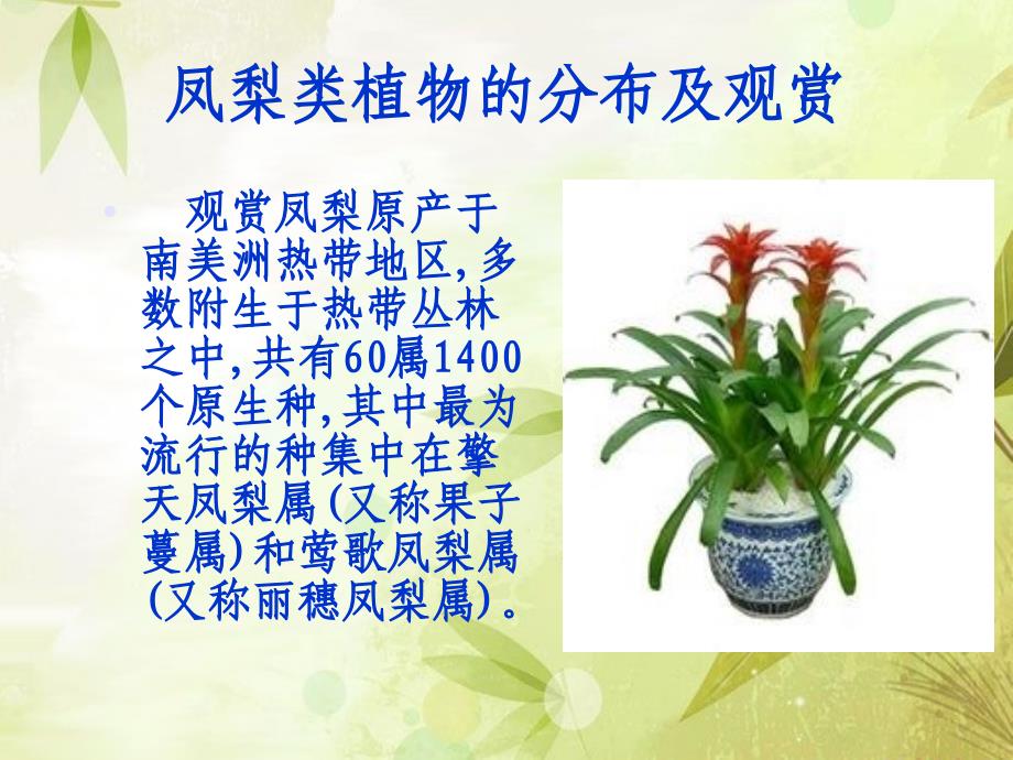 凤梨科植物栽培技术.ppt_第1页