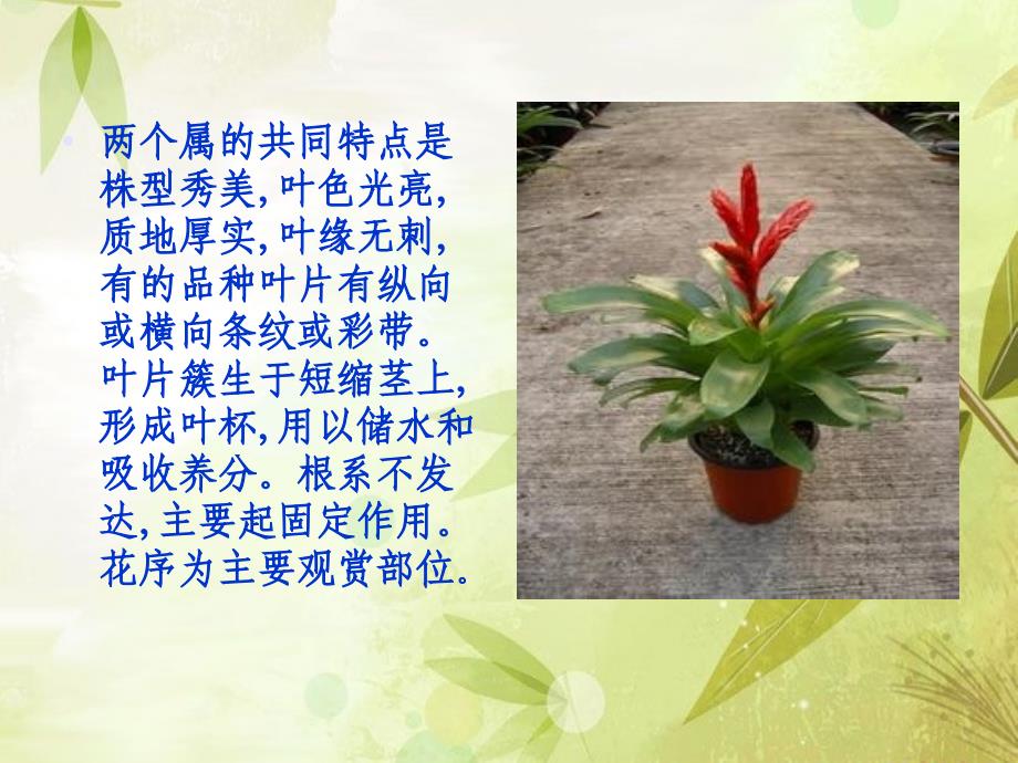 凤梨科植物栽培技术.ppt_第2页