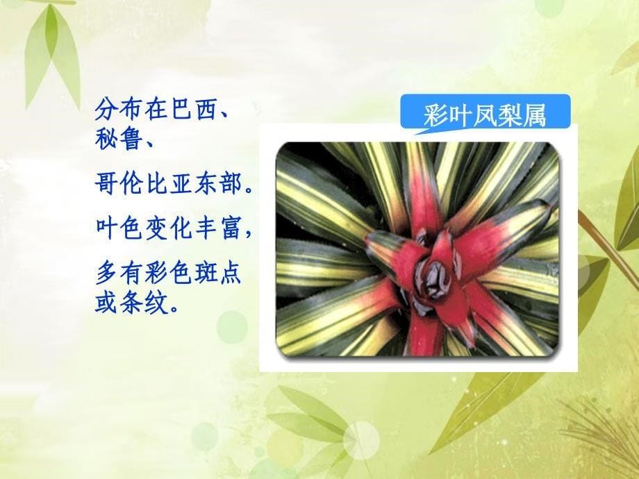 凤梨科植物栽培技术.ppt_第5页